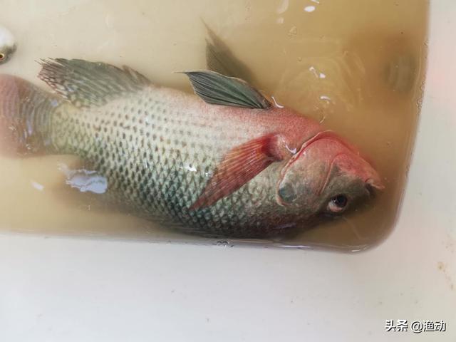 野釣大羅非用什麼魚鉤最好 釣大羅非用多長的子線合適