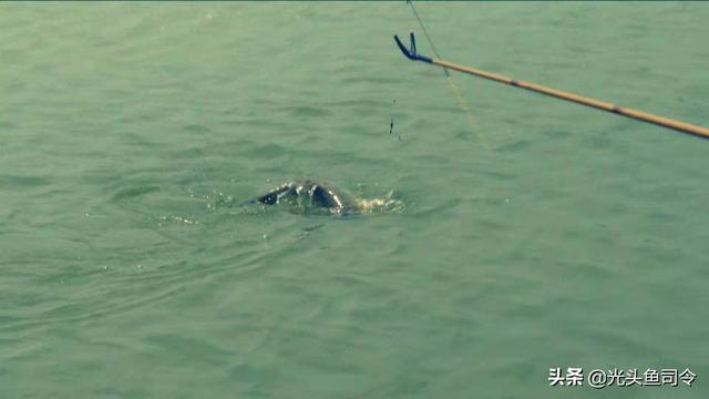 釣魚出水老是脫鉤怎麼回事 釣魚脫鉤的原因及解決方法