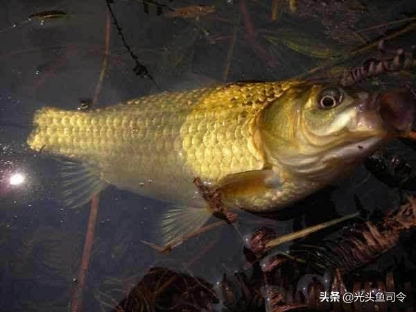 冬天釣魚漂動靜小怎麼回事 為什麼魚上鉤瞭漂不動