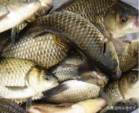 釣魚打窩沖突怎麼處理 野釣打窩的釣魚技巧