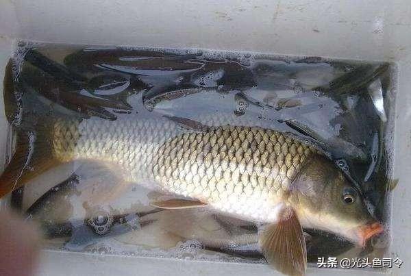 為什麼很多人釣魚又放瞭 很對釣魚人釣魚又放魚的原因