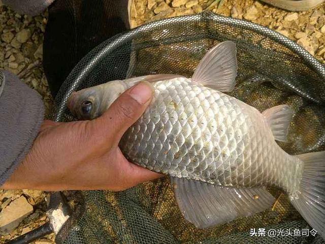 野釣鯽魚用多長的桿子合適 臺釣鯽魚用多長的魚竿好