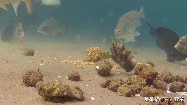 冬季釣魚如何讓魚開口 冬天野釣用什麼開口餌料效果好