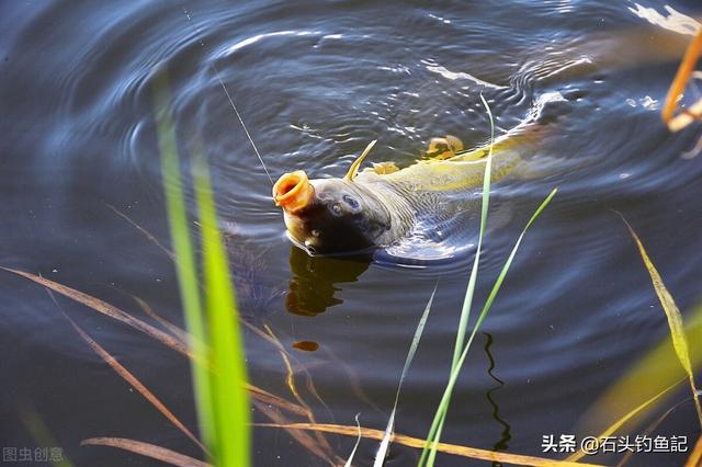 水庫釣魚調幾釣幾最好 野釣調魚漂最佳方法