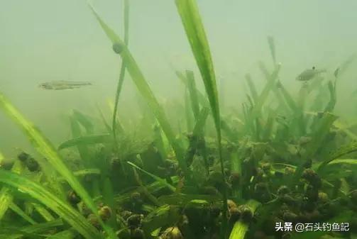 單鉤和雙鉤哪個釣魚好 傳統野釣鯽魚用單鉤還是雙鉤