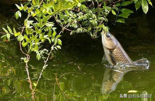 單鉤和雙鉤哪個釣魚好 傳統野釣鯽魚用單鉤還是雙鉤