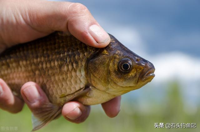 野釣為什麼都是小鯽魚 野河釣大鯽魚的技巧