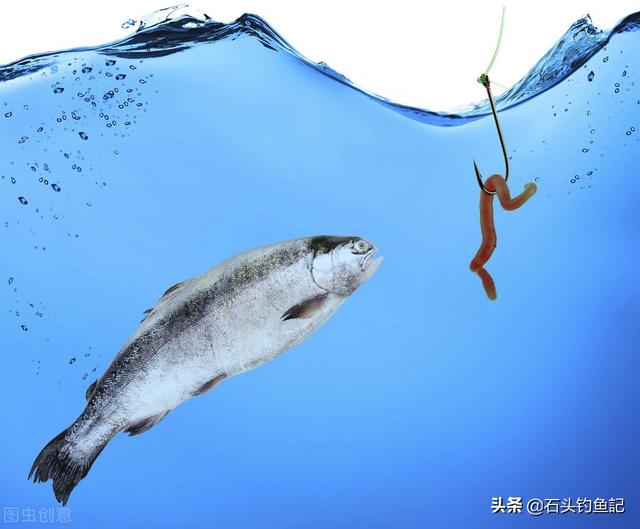 蚯蚓釣魚為什麼要拍一下 釣魚蚯蚓的正確掛法