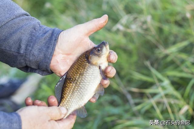 鯽魚浮面不吃餌怎麼回事 野釣鯽魚釣浮如何抓魚口