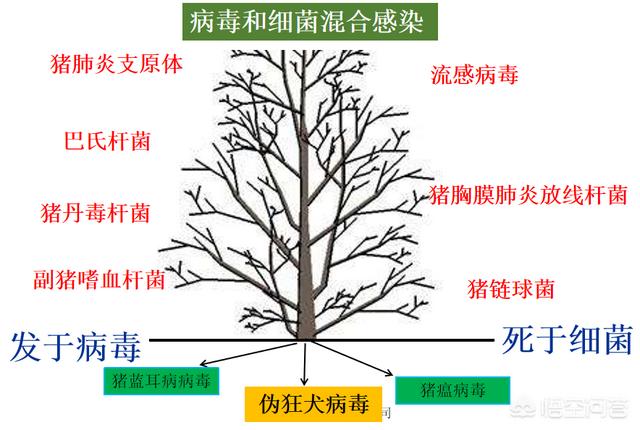 天氣冷豬咳嗽是什麼原因 冬季怎麼預防豬咳嗽