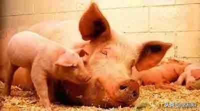 母豬產仔後多久可以清宮 母豬生產後怎麼清宮