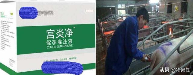 母豬產仔後多久可以清宮 母豬生產後怎麼清宮