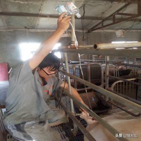 母豬產仔後多久可以清宮 母豬生產後怎麼清宮