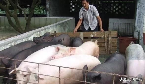 育肥豬250斤後一天能長幾斤 育肥豬一天需要喂多少料