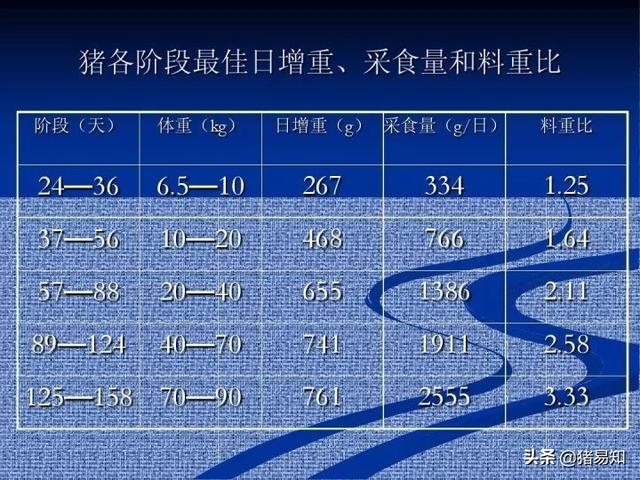 育肥豬250斤後一天能長幾斤 育肥豬一天需要喂多少料