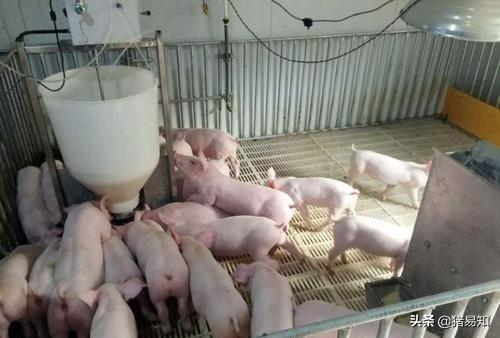 斷奶豬到出欄120斤要多少飼料 新生仔豬人工喂養技術