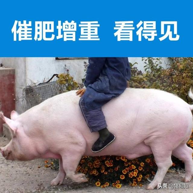 一頭育肥豬斷奶到出欄吃多少料 斷奶仔豬日采食量是多少