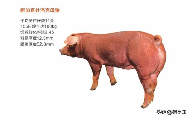 杜羅克仔豬留母豬好嗎 杜洛克血統的母豬的缺點和優點
