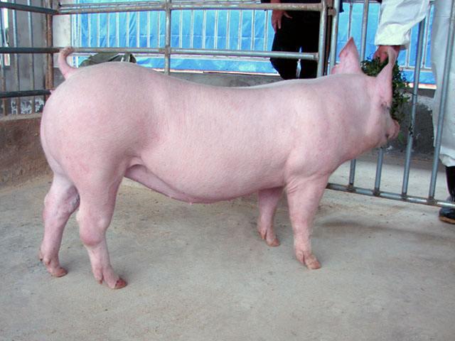 後備母豬為什麼不能喂育肥料 後備母豬料和育肥豬料的區別