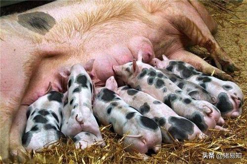 乳豬拉稀用什麼藥最好 哺乳期小豬拉稀拌料用什麼藥效果好