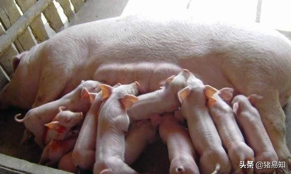 母豬下仔豬多怎麼喂養 母豬多產的最佳方法