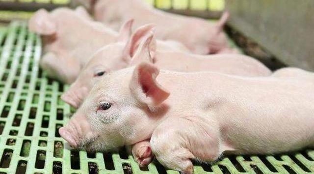 豬什麼階段吃什麼飼料 豬吃飼料的正確方法
