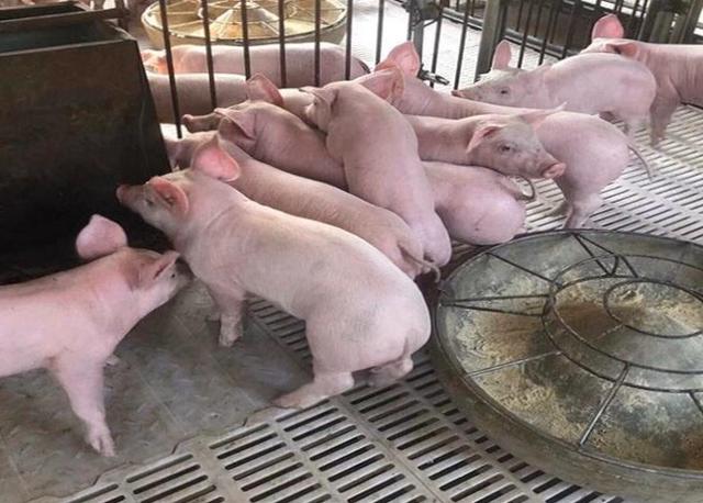 養豬喂幹料還是濕料好 育肥豬科學自配飼料的配方