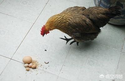 散養母雞一個月能下多少蛋 散養母雞多下蛋的方法