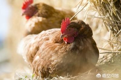 散養母雞一個月能下多少蛋 散養母雞多下蛋的方法
