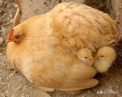 一隻母雞最多能孵幾個蛋 一隻老母雞能孵化多少隻小雞仔