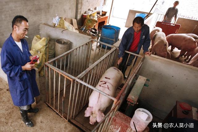 為什麼農村養豬養雞不賺錢 養豬跟養雞哪個風險更大