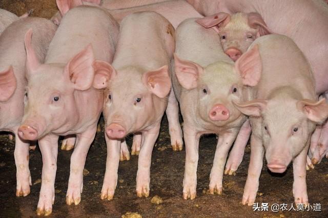 怎麼養豬成本低利潤高 農村養豬怎麼經濟效益最好