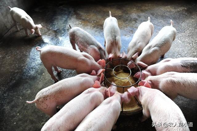 怎麼養豬成本低利潤高 農村養豬怎麼經濟效益最好