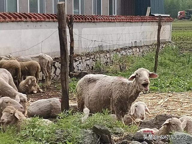 母羊不吃食會反芻的原因 母羊食欲不振不發燒怎麼辦