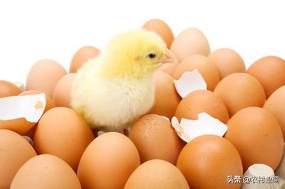 雞蛋太小能孵化出小雞嗎 什麼雞蛋才可以孵化出小雞來