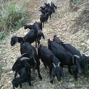 放養黑山羊的養殖技術 放牧黑山羊的正確的方式