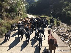 放養黑山羊的養殖技術 放牧黑山羊的正確的方式