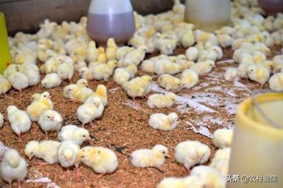 怎麼樣才能把小雞養活 養殖小雞需要做哪些工作