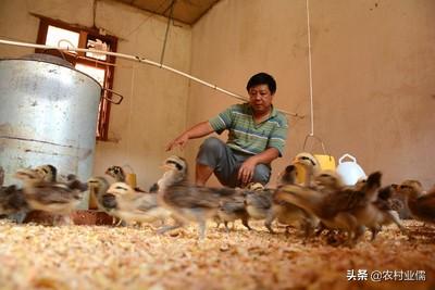 怎麼樣才能把小雞養活 養殖小雞需要做哪些工作