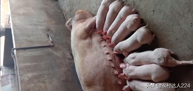 剛出生的仔豬拉稀什麼原因 新生豬仔拉稀喂益生菌管用嗎