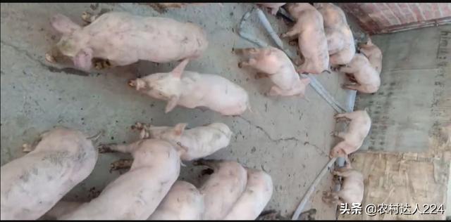 剛出生的仔豬拉稀什麼原因 新生豬仔拉稀喂益生菌管用嗎