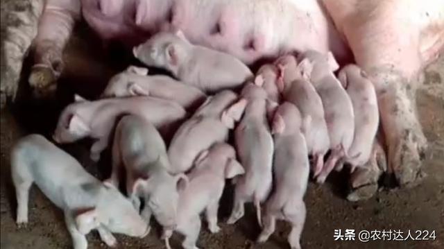 仔豬出生第二天黃稀糞的原因 仔豬拉黃變稀怎麼治療