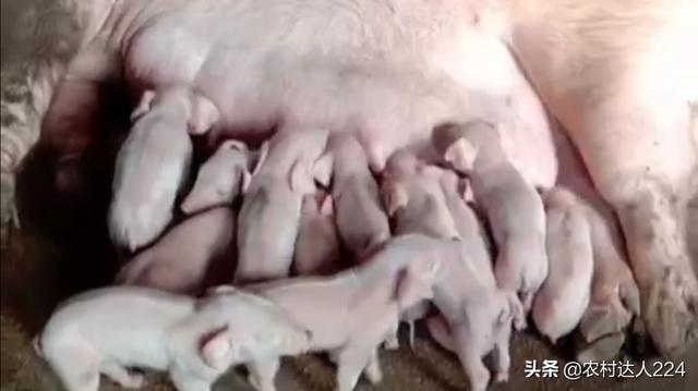 仔豬出生第二天黃稀糞的原因 仔豬拉黃變稀怎麼治療