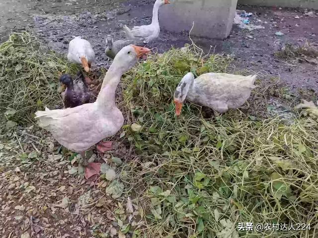 大鵝不吃食吃土是什麼原因 鵝吃土不愛吃料怎麼回事