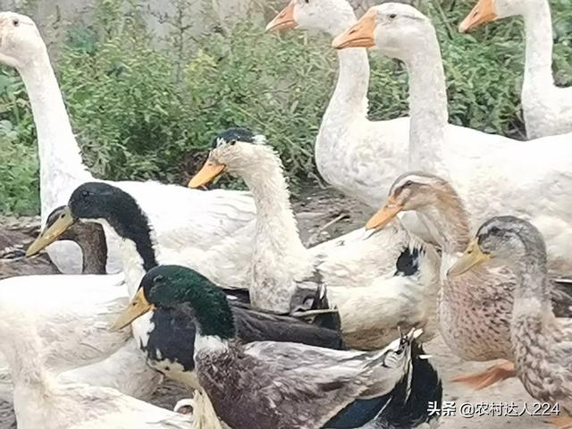 大鵝不吃食吃土是什麼原因 鵝吃土不愛吃料怎麼回事