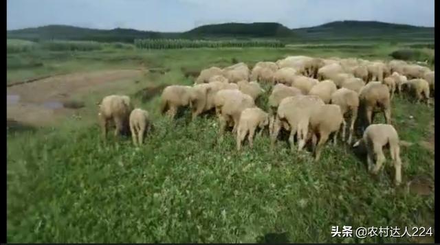 圈養羊選擇湖羊和小尾寒羊 小尾寒羊適合放牧還是圈養