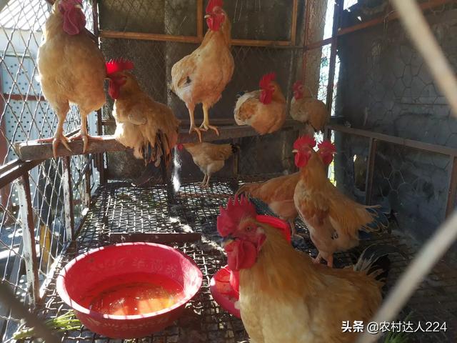 阿咖酚散對雞的作用 小雞阿咖酚散服用過量怎麼治療