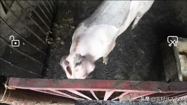 太湖母豬怎麼樣才能做種 太湖母豬第一胎可以留種嗎