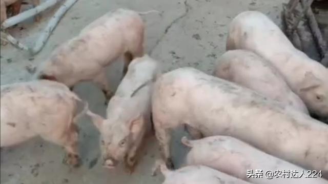 太湖母豬怎麼樣才能做種 太湖母豬第一胎可以留種嗎