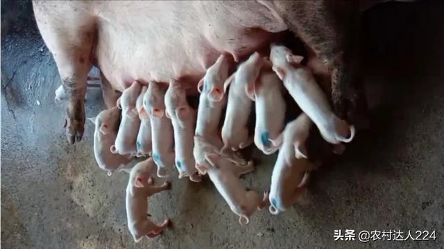 農村豬生崽人工接種怎麼處理 母豬產小豬要註意什麼